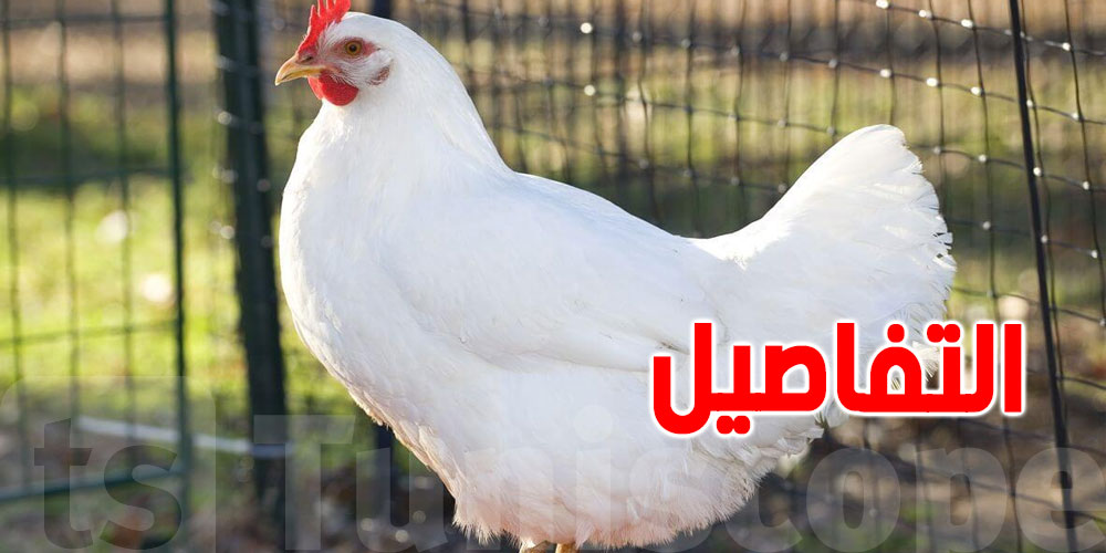 لسبب غريب: دجاجة تدخل موسوعة جينيس
