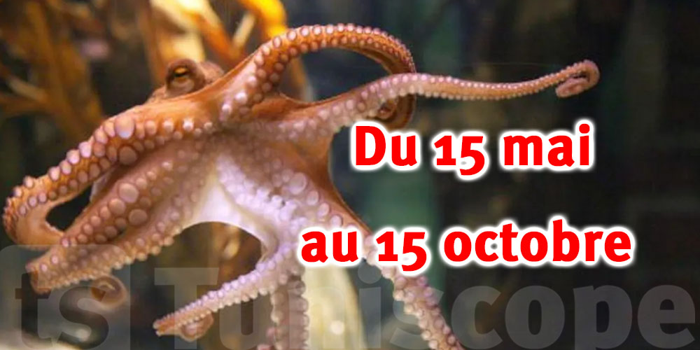 Interdiction de la pêche aux poulpes