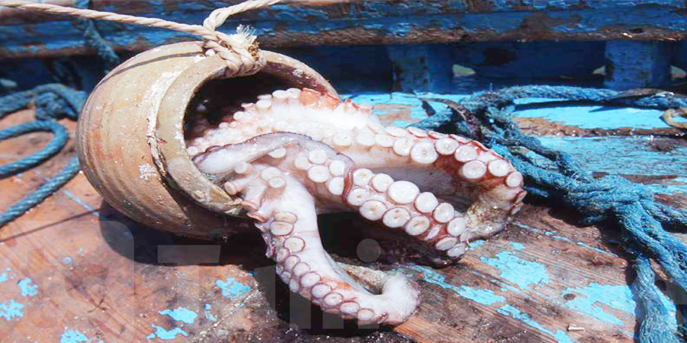 Tunisie : interdiction de la pêche aux poulpes