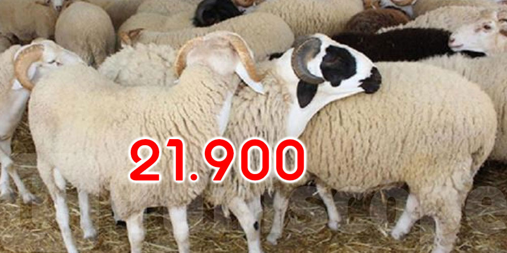 عاجل: تحديد السعر المرجعي لأضاحي العيد بالنقاط المنظمة لسنة 2025