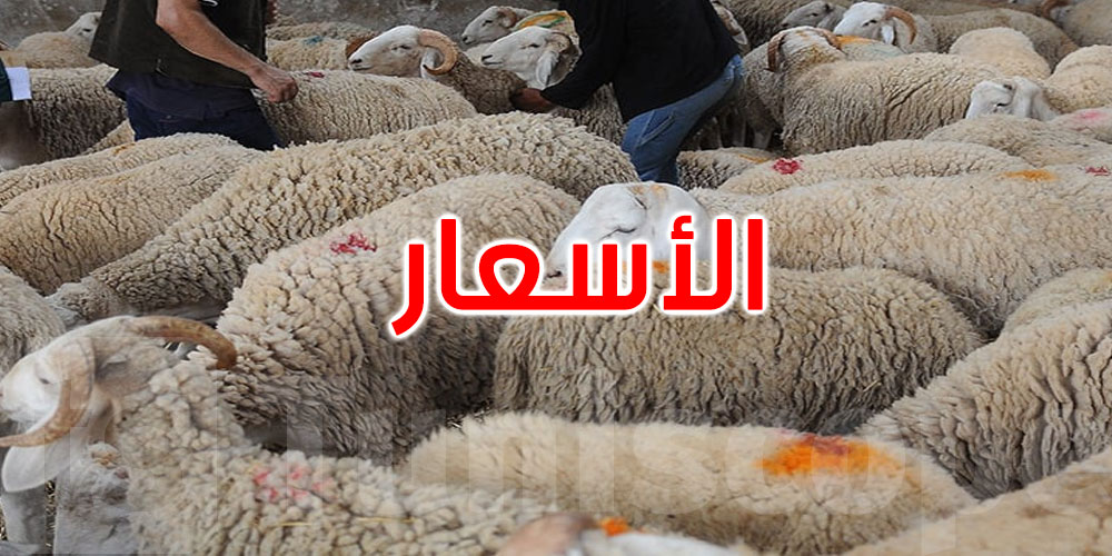 رئيس نقابة الفلاحين يكشف: أسعار أضاحي العيد تتراوح حاليا بين 700د و3000د