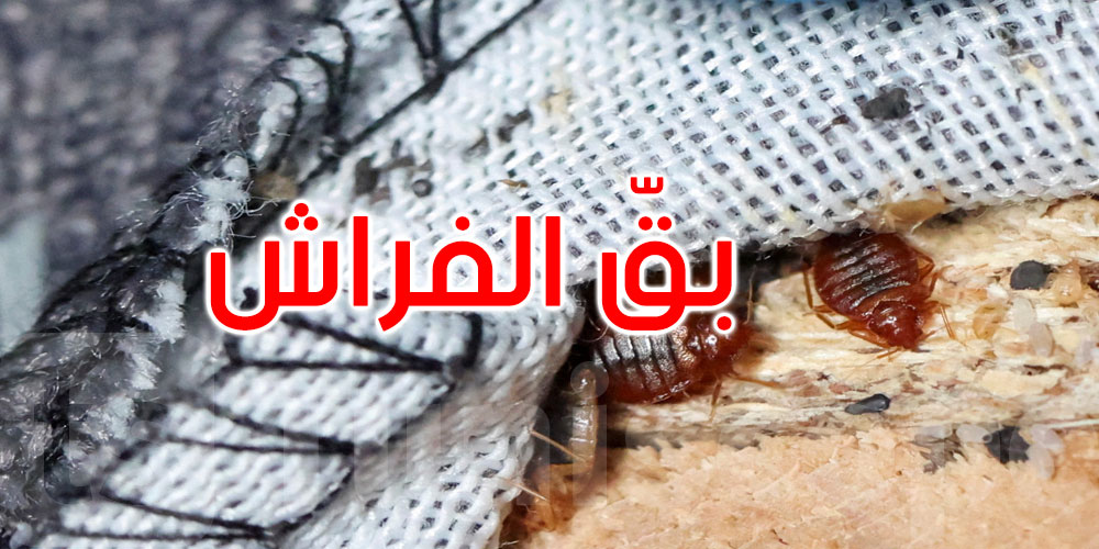 لمنع تسرب ‘بق الفراش’: تونس تفعّل نظام اليقظة الصحية في كل مناطق العبور