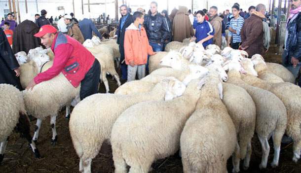 1200 têtes de mouton en vente, demain dans les points de la société ‘Ellouhoum’