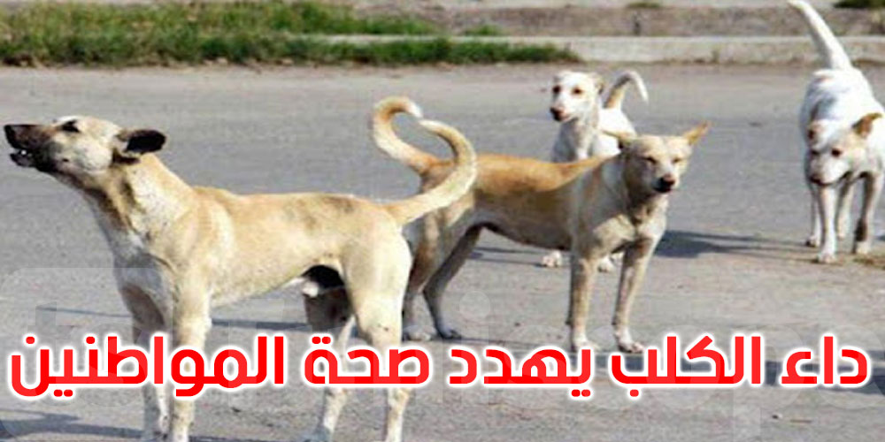 النائب ماهر الكتاري يطلق صيحة فزع: الكلاب السائبة خطر يهدد صحة المواطنين