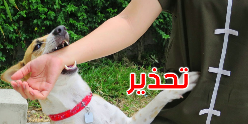 وزارة الصحة: تم رصد 5 حالات إصابة بداء الكلب عند الإنسان إلى حدود هذا الشهر