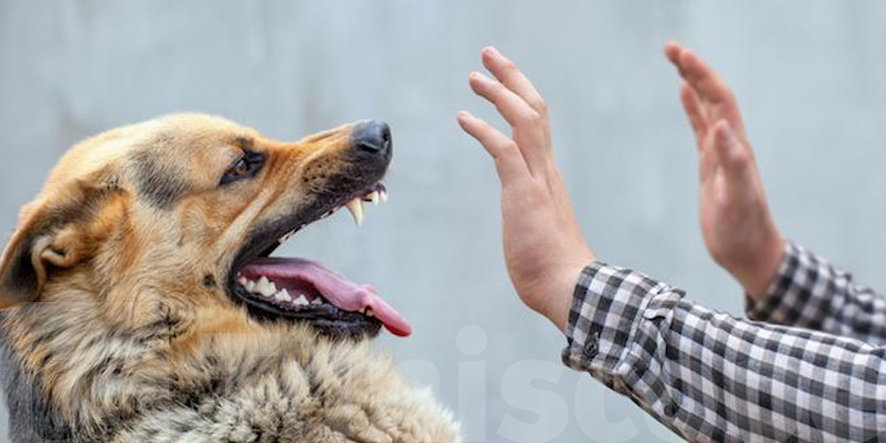 Ben Arous : ce dimanche, vaccination gratuite contre la rage pour vos chats et chiens ! 