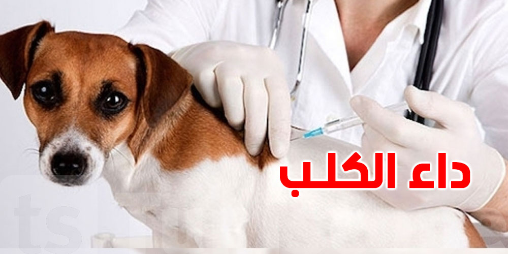 1 سبتمبر: انطلاق الحملة الوطنية المجانية والإجبارية لتلقيح الحيوانات ضدّ داء الكلب