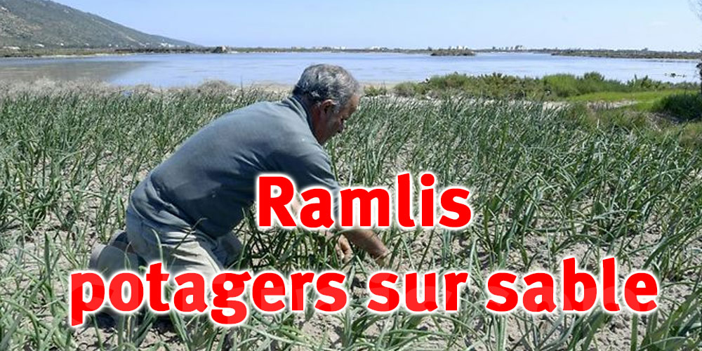 Ingénieux et uniques au monde : Les Ramlis, potagers de la mer de Ghar El Melh 