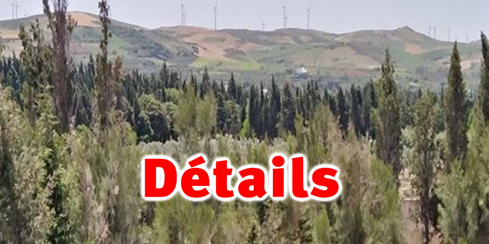 Carabine de chasse et cartouches découvertes dans une zone forestière à Ras Jebel