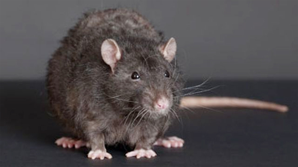 De gros rats posent problème à l’ONAS de Médenine