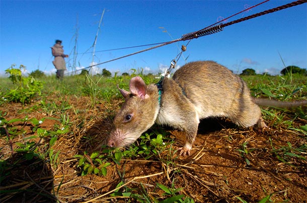 Des rats pour détecter les mines antipersonnel !