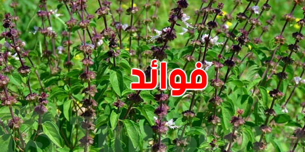 نبتة رخيصة الثمن تحمي من السرطان وتخفض ضغط الدم: تعرف عليها