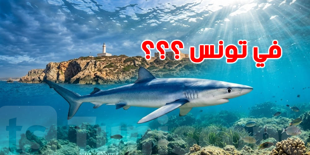 عاجل: شنّوة حقيقة تسجيل بعض المشاهدات لسمك القرش الأزرق قرب سواحل تونس؟