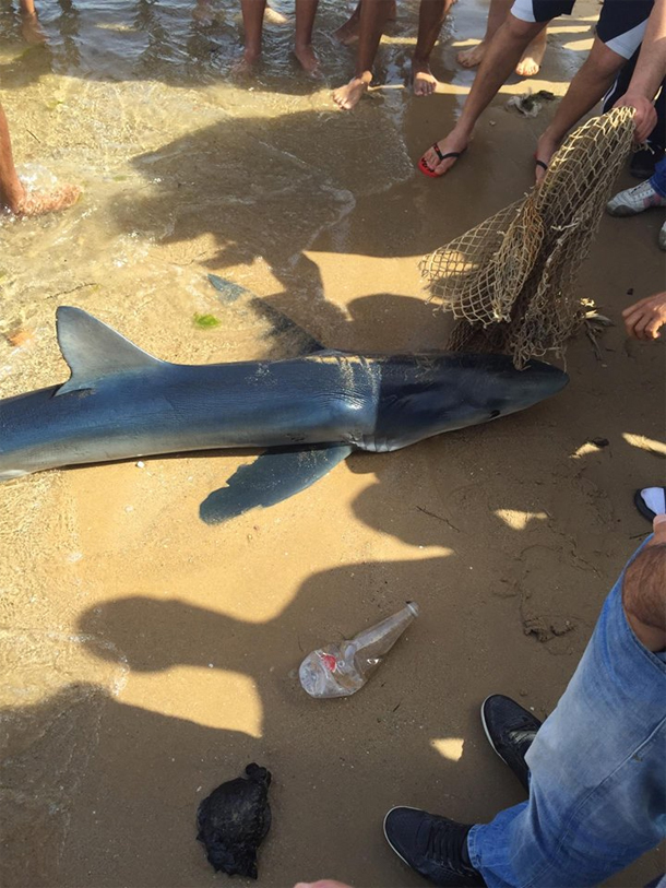En photos : Un requin à la plage de La Goulette