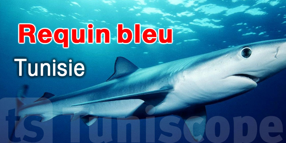 Pourquoi certains requins s’approchent-ils des côtes tunisiennes ?