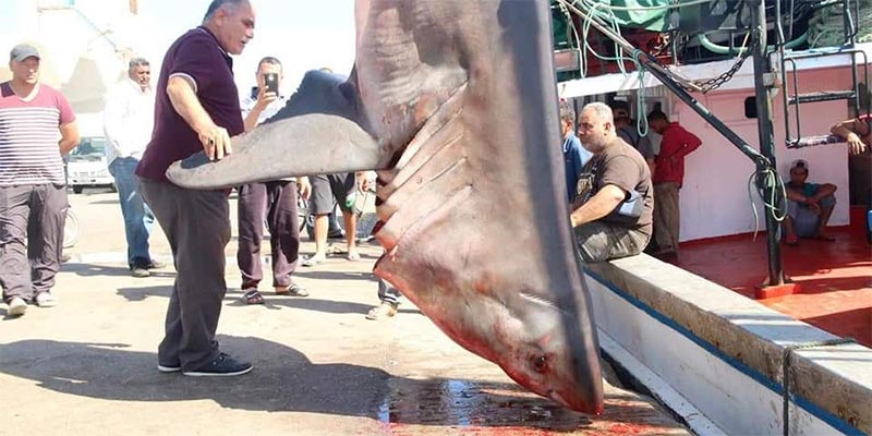لأول مرة على الشواطئ التونسية : صيد قرش أبيض ضخم مهدّد بالانقراض في جرجيس