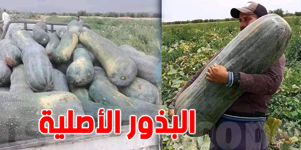 قصّة نجاح فلاح تونسي..زرع بذور القرع الأصلية والمنتوج استثنائي