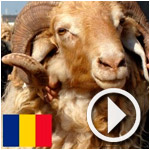 En vidéo - A.Maatar : Les moutons roumains ont causé la perte de 3 millions de dinars