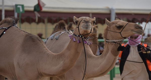 ''ملك جمال الإبل''، أغلى مسابقة للجِمال تقام بالسعودية