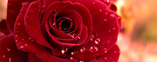 rose-170414-1.jpg