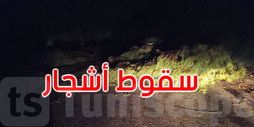 عاجل: منزل بورقيبة: الرياح القوية تتسبب في قطع الطريق.. تدخلات لرفع الأشجار وفتح المسلك