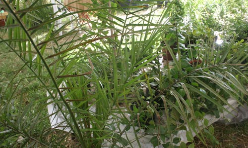 s-plantesgrasses-190509-4.jpg