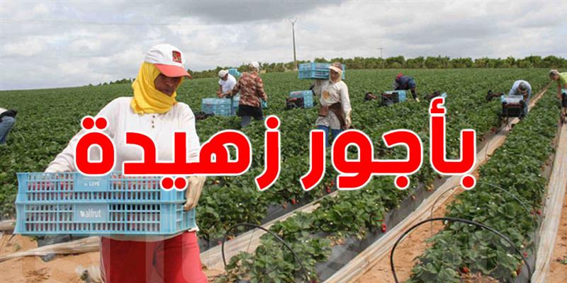أجور لا تتجاوز 20 دينارًا: واقع العاملات الفلاحيات في تونس