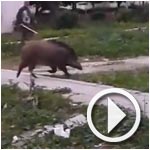 بالفيديو : خنزير وحشي يتجول في منطقة الدندان من ولاية منوبة 