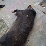 En-Photos : Le sanglier découvert à Hammamet aurait été ramené d’ailleurs par un individu
