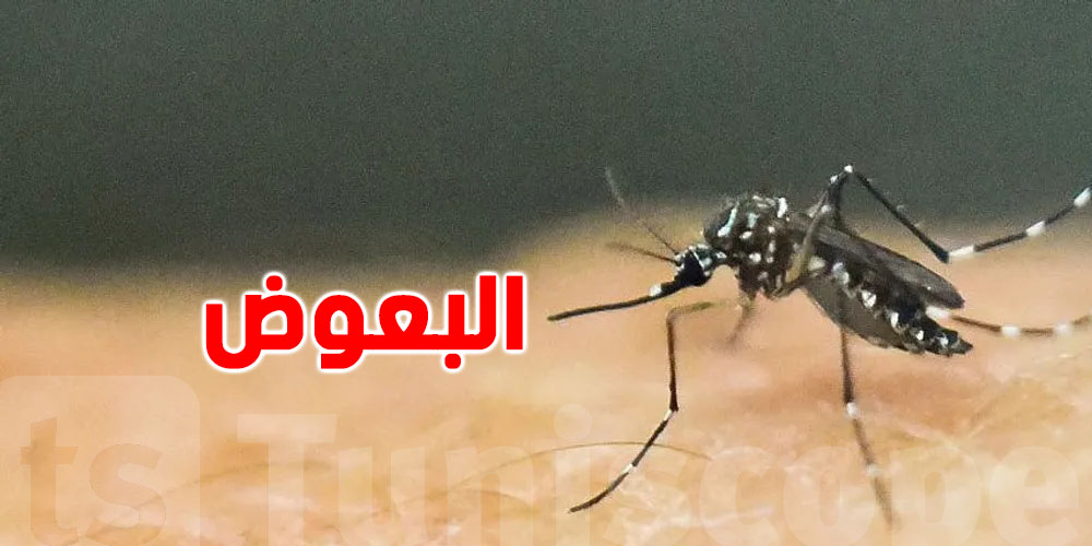 أكثر من نصف سكان العالم معرضون لهذه الأمراض بسبب لسعة بعوض.. علماء يحذرون
