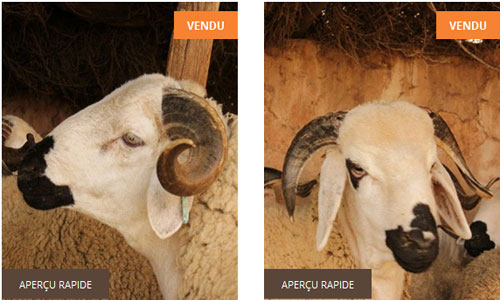 sardi-02102014-v.jpg