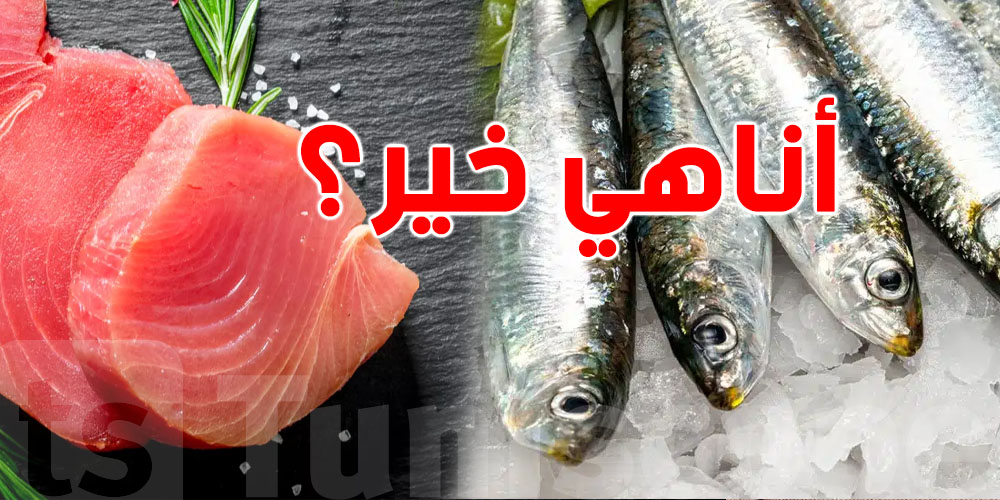 السردينة والا التّن... أناهي الأغنى بأحماض أوميغا-3 والبروتين؟