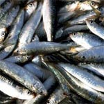 Teboulba-Monastir : 70 tonnes de poissons endommagées et jetées en mer 