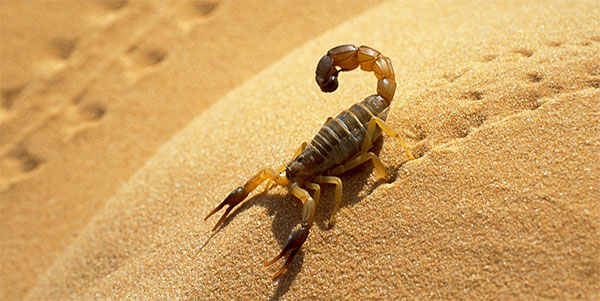 scorpion-010915-1.jpg