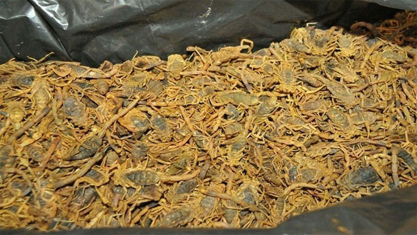 بالصور: محاولة تهريب 200 كيلوغرام من العقارب بمطار الخرطوم