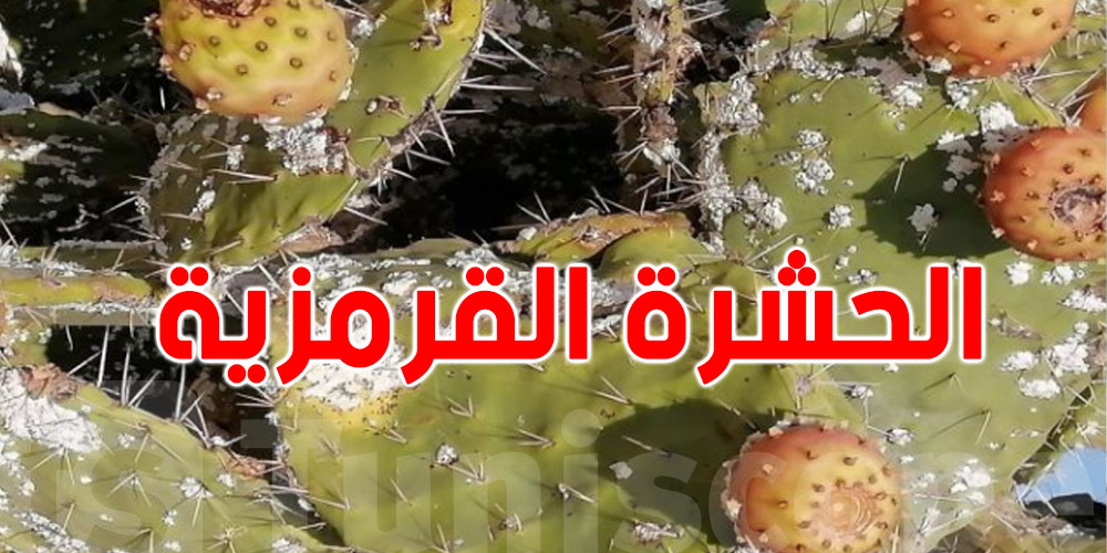 وزارة الفلاحة: '' أكثر من 50 بالمئة من مساحات التين الشوكي مصابة بالحشرة القرمزية ''