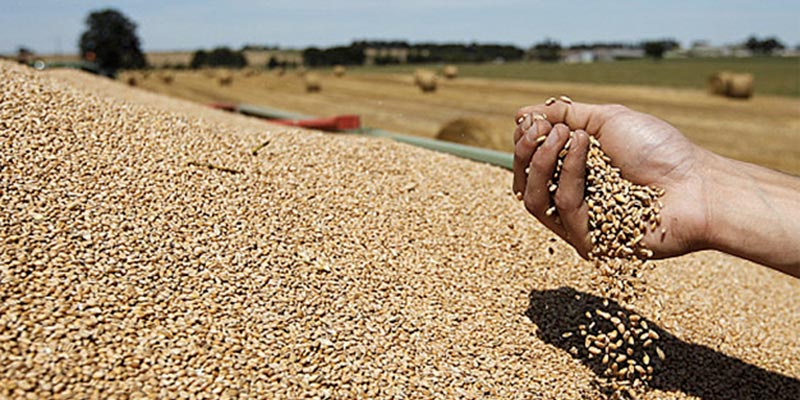 La récolte de céréales de cette année est la deuxième plus grande depuis l’indépendance 