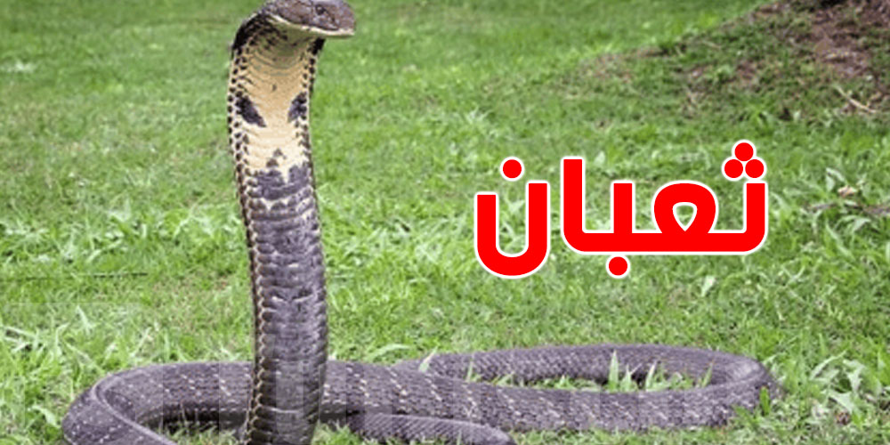 شنوا علاقة دم الثعبان بالسمنة ...دراسة علمية تكشف هذه المعطيات 