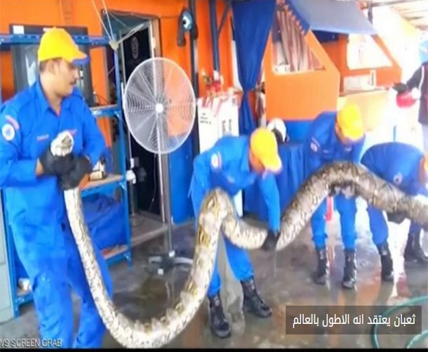العثور على أطول ثعبان في العالم