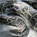 Un serpent découvert à l’hôpital régional de Kairouan