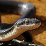 Bizerte : Un serpent sème la panique dans une école à Joumine