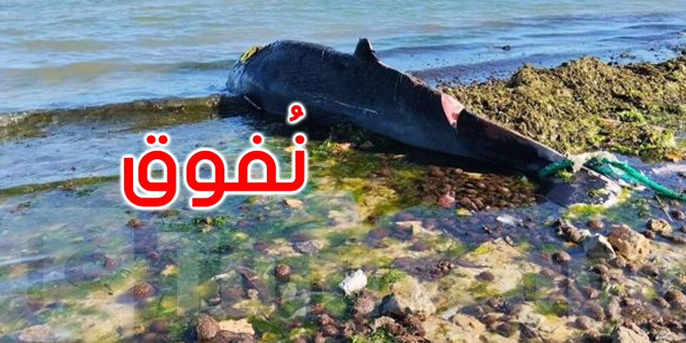  صفاقس: نفوق سمكة كبيرة بشاطئ الكازينو