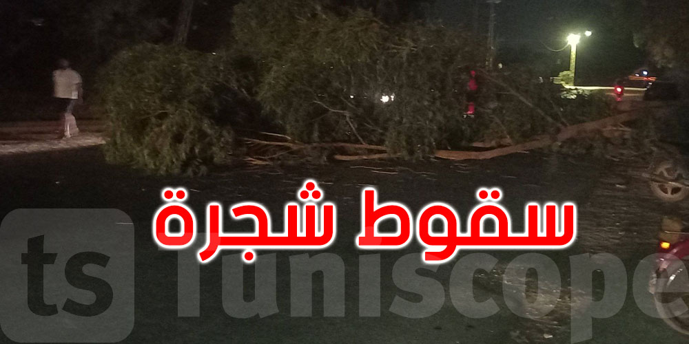 سيدي ثابت: عودة حركة المرور إلى طبيعتها بعد إزالة شجرة سقطت على الطريق