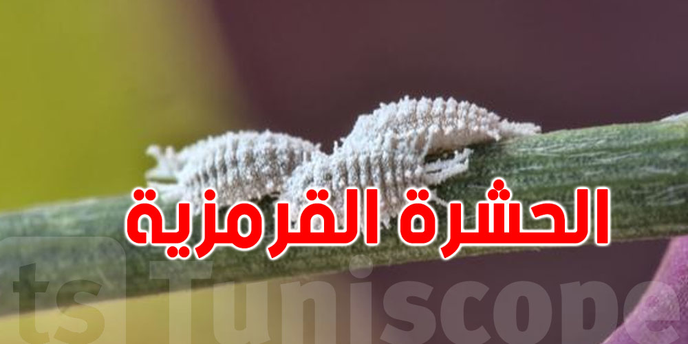 تجربة جديدة للقضاء على الحشرة القرمزية..التفاصيل
