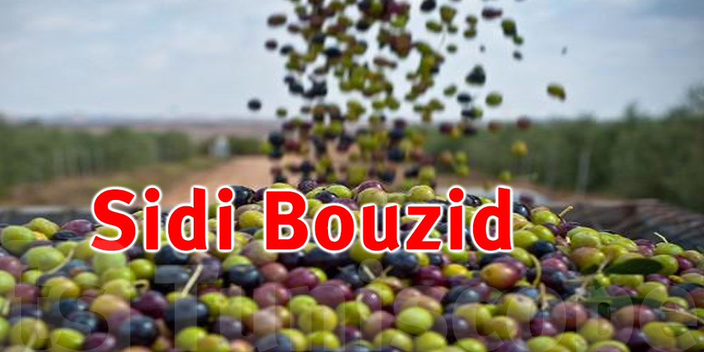 Avancement à 17% de la cueillette des olives à Sidi Bouzid