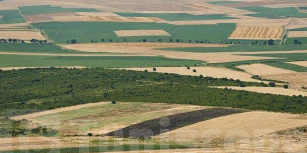 Siliana : 93% de la superficie prévue pour les grandes cultures ensemencée
