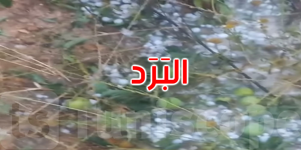 سليانة: تضرر المحاصيل الزراعية والأشجار المثمرة جراء تساقط حجر البرد