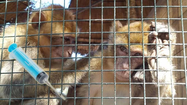 Lettre d’un singe, du parc Essaada, condamné à mort par les autorités tunisiennes