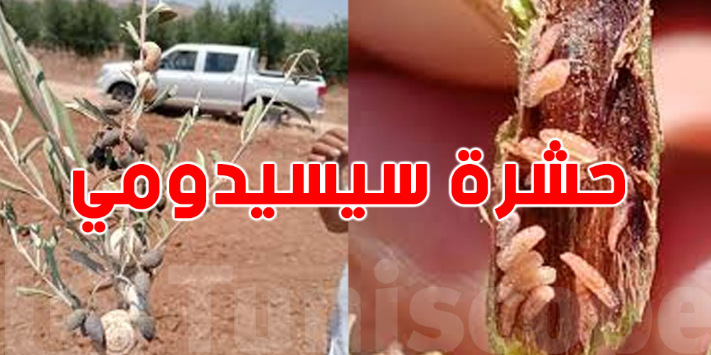 ما هي ''حشرة سيسيدومي'' وكيف أثرت على أشجار الزيتون في زغوان؟