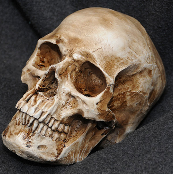 موقع لإلكتروني يبيع جماجم بشرية 